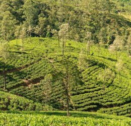 Туры в Бентоту 2025 - цены на путевки в Шри-Ланку из Москвы от туроператора Tez Tour