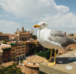 Туры в Италию 2025 из Москвы - цена на отдых от туроператора Tez Tour