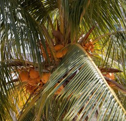 Туры на Кубу 2025 из Москвы - цена на отдых от туроператора Tez Tour