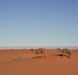 Туры в Марокко 2025 из Москвы - цена на отдых от туроператора Tez Tour