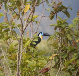 Туры в Венесуэлу 2025 из Москвы - цена на отдых от туроператора Tez Tour