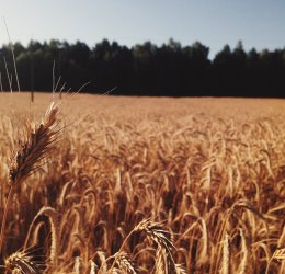 Туры в Беларусь 2025 из Москвы - цена на отдых от туроператора Tez Tour