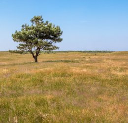 Туры в Солнечный День 2025 - цены на путевки в Болгарию из Москвы от туроператора Tez Tour