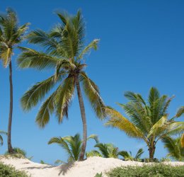 Туры в Пунта Кану 2025 - цены на путевки в Доминикану из Москвы от туроператора Tez Tour