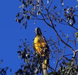 Туры в Уверо Альто 2025 - цены на путевки в Доминикану из Москвы от туроператора Tez Tour