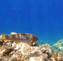 Туры в Дахаб 2025 - цены на путевки в Египет из Москвы от туроператора Tez Tour Туры в Дахаб 2025 - цены на путевки в Египет из Москвы от туроператора Tez Tour