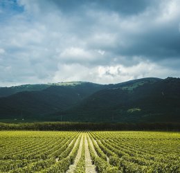 Туры в Геленджик 2025 - цены на путевки в Россию из Москвы от туроператора Tez Tour