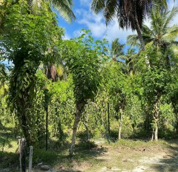 Туры на о. Силуэт 2025 - цены на путевки на Сейшелы из Москвы от туроператора Tez Tour