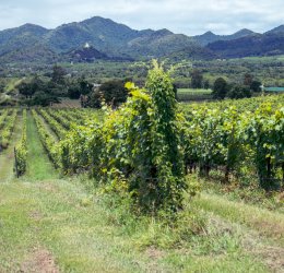 Туры в Хуа Хин 2025 - цены на путевки в Таиланд из Москвы от туроператора Tez Tour