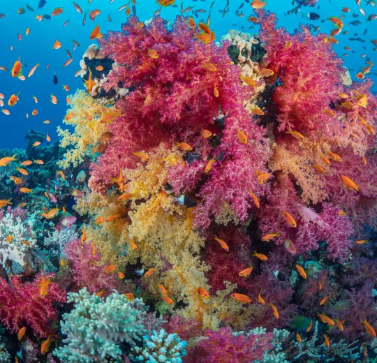 Туры в Египет 2025 из Москвы - цена на отдых от туроператора Tez Tour