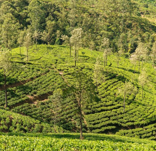 Туры в Бентоту 2025 - цены на путевки в Шри-Ланку из Москвы от туроператора Tez Tour