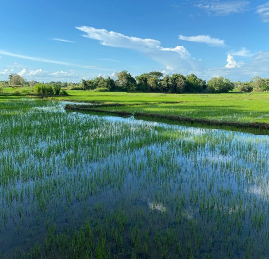 Туры в Калутару 2025 - цены на путевки в Шри-Ланку из Москвы от туроператора Tez Tour