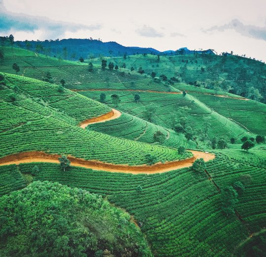 Туры в Калутару 2025 - цены на путевки в Шри-Ланку из Москвы от туроператора Tez Tour