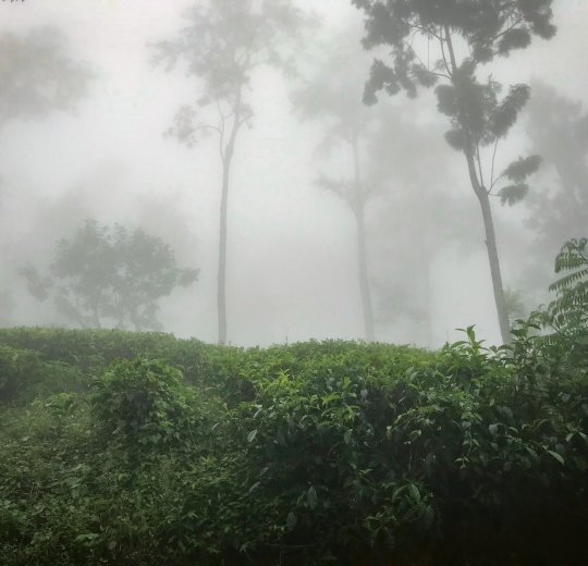 Туры в Канди 2025 - цены на путевки в Шри-Ланку из Москвы от туроператора Tez Tour