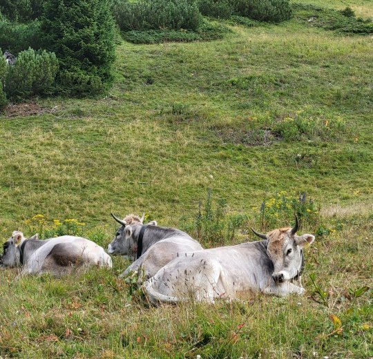 Туры в Австрию 2025 из Москвы - цена на отдых от туроператора Tez Tour