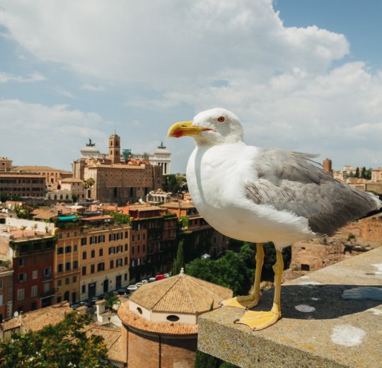 Туры в Италию 2025 из Москвы - цена на отдых от туроператора Tez Tour