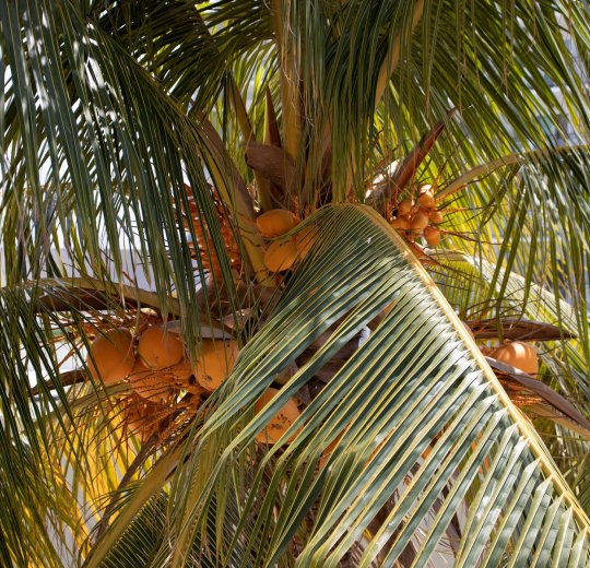 Туры на Кубу 2025 из Москвы - цена на отдых от туроператора Tez Tour