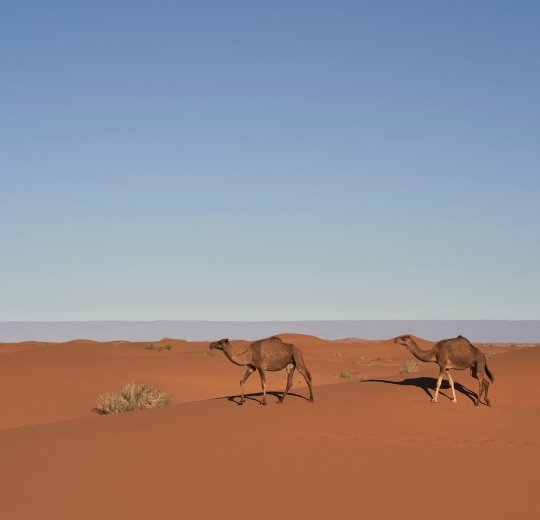 Туры в Марокко 2025 из Москвы - цена на отдых от туроператора Tez Tour