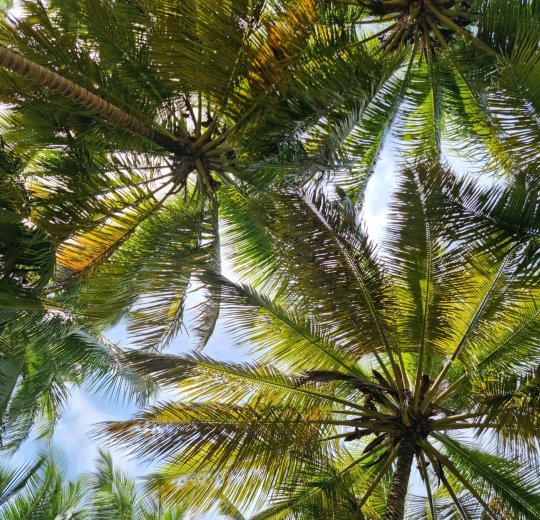 Туры в Доминикану 2025 из Москвы - цена на отдых от туроператора Tez Tour