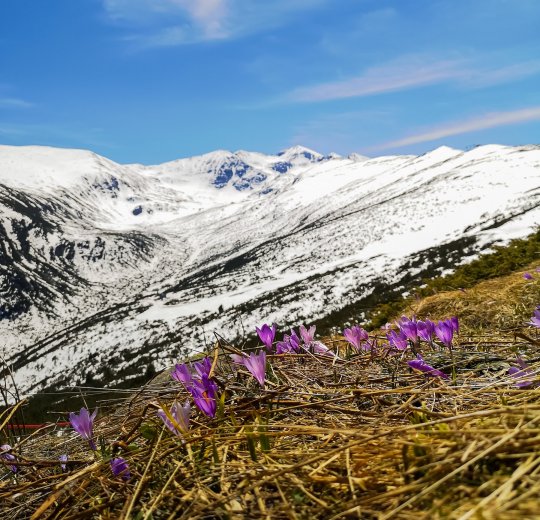 Туры в Боровец 2025 - цены на путевки в Болгарию из Москвы от туроператора Tez Tour Туры в Боровец 2025 - цены на путевки в Болгарию из Москвы от туроператора Tez Tour