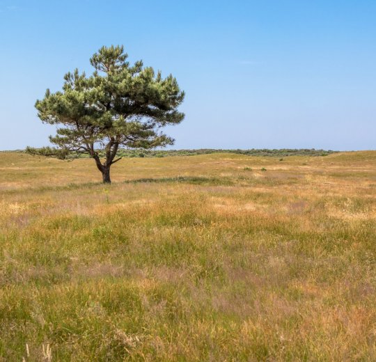 Туры в Солнечный День 2025 - цены на путевки в Болгарию из Москвы от туроператора Tez Tour
