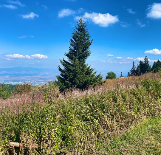 Туры в Софию 2025 - цены на путевки в Болгарию из Москвы от туроператора Tez Tour Туры в Софию 2025 - цены на путевки в Болгарию из Москвы от туроператора Tez Tour