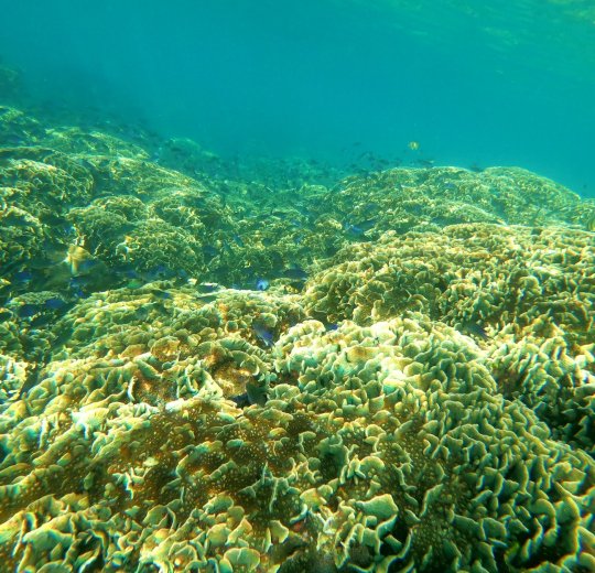 Туры на Фукуок 2025 - цены на путевки во Вьетнам из Москвы от туроператора Tez Tour Туры на Фукуок 2025 - цены на путевки во Вьетнам из Москвы от туроператора Tez Tour