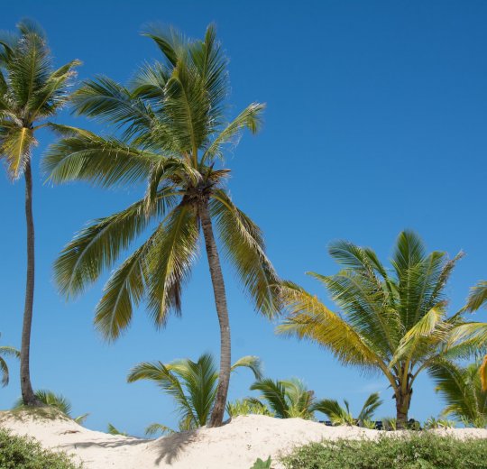 Туры в Пунта Кану 2025 - цены на путевки в Доминикану из Москвы от туроператора Tez Tour