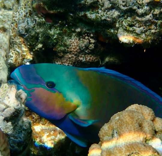 Туры в Макади Бей 2025 - цены на путевки в Египет из Москвы от туроператора Tez Tour Туры в Макади Бей 2025 - цены на путевки в Египет из Москвы от туроператора Tez Tour