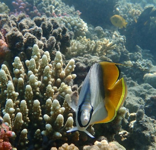 Туры в Макади Бей 2025 - цены на путевки в Египет из Москвы от туроператора Tez Tour Туры в Макади Бей 2025 - цены на путевки в Египет из Москвы от туроператора Tez Tour