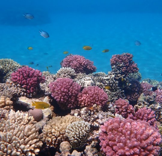 Туры в Хургаду 2025 - цены на путевки в Египет из Москвы от туроператора Tez Tour