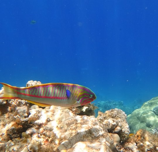 Туры в Дахаб 2025 - цены на путевки в Египет из Москвы от туроператора Tez Tour Туры в Дахаб 2025 - цены на путевки в Египет из Москвы от туроператора Tez Tour