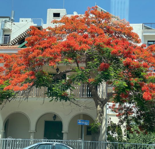 Туры в Лимассол 2025 - цены на путевки на Кипр из Москвы от туроператора Tez Tour