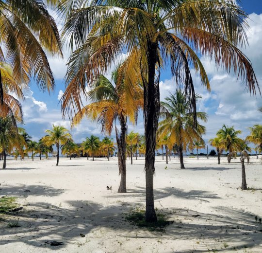 Туры на о. Кайо Ларго 2025 - цены на путевки на Кубу из Москвы от туроператора Tez Tour