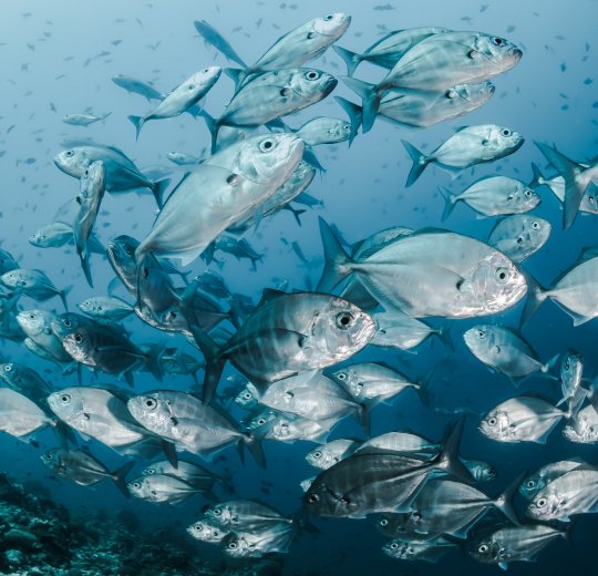 Туры в Мале 2025 - цены на путевки на Мальдивы из Москвы от туроператора Tez Tour