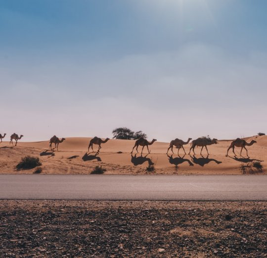 Туры в Рас-эль-Хайму 2025 - цены на путевки в ОАЭ из Москвы от туроператора Tez Tour Туры в Рас-эль-Хайму 2025 - цены на путевки в ОАЭ из Москвы от туроператора Tez Tour