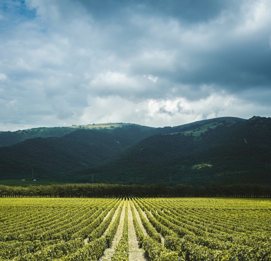 Туры в Геленджик 2025 - цены на путевки в Россию из Москвы от туроператора Tez Tour