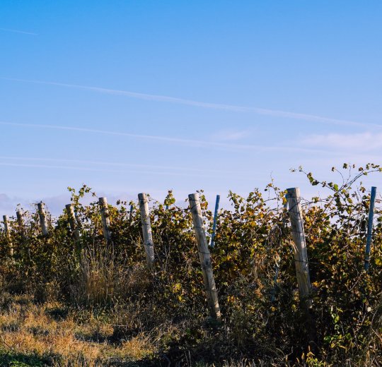Туры в Геленджик 2025 - цены на путевки в Россию из Москвы от туроператора Tez Tour