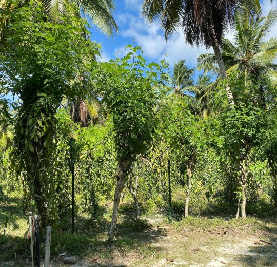 Туры на о. Силуэт 2025 - цены на путевки на Сейшелы из Москвы от туроператора Tez Tour